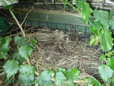 Blackbird nest site in 2012, 24 Feb 2013