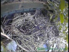 CCTV image of old Blackbird nest site, 25 Feb 2013