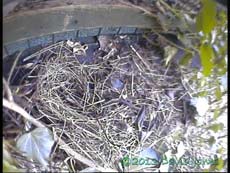 CCTV image of old Blackbird nest site, 26 Feb 2013