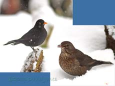 Blackbirds in the snow