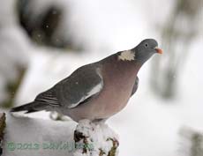 Wood Pigeon in the snow