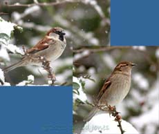 House Sparrows in the snow
