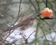 Fieldfare stretches to peck at apple