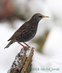 Starling in the snow