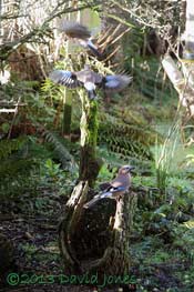 Three Jays in the garden
