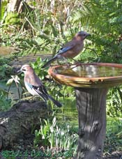 Two Jays in the garden