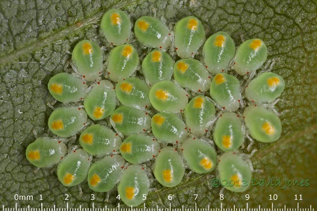 Newly hatched bug nymphs on birch leaf, 2 July 2013