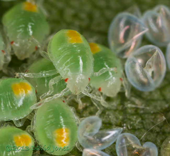 Young bug nymphs on Birch leaf - 1, 2 July 2013