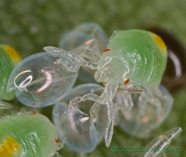 Young bug nymphs on Birch leaf - 3, 2 July 2013