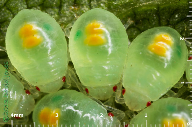 Three day old bug nymphs under Birch leaf - close-up, 5 July 2013