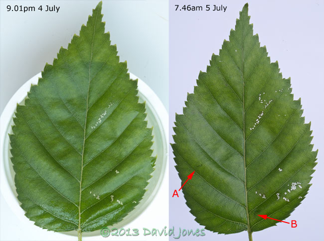 Birch leaf showing overnight feeding by two sawfly larvae, 5 July 2013