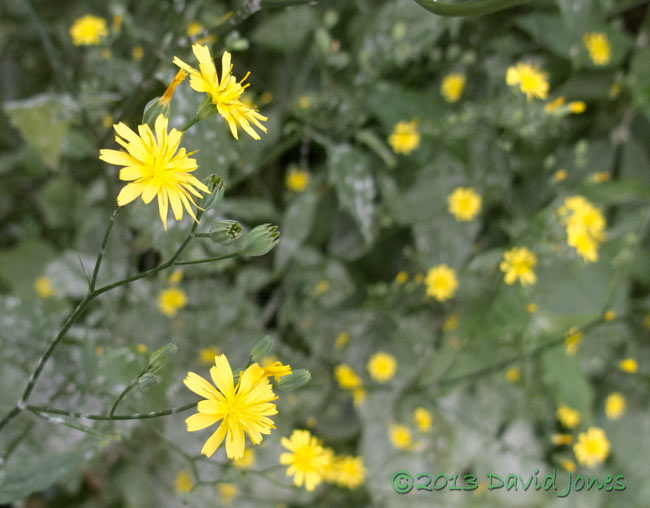 Nipplewort plants in flower, 5 July 2013