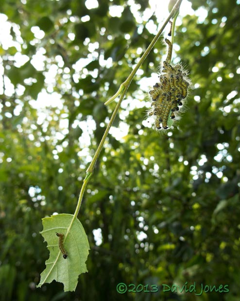 Buff-tip caterpillars -an individual explores another leaf, 20 July 2013