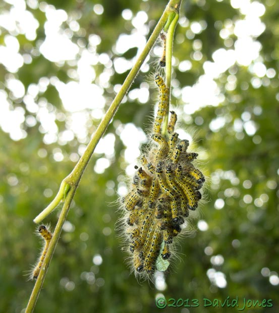 Buff-tip caterpillars on remains of leaf, 20 July 2013