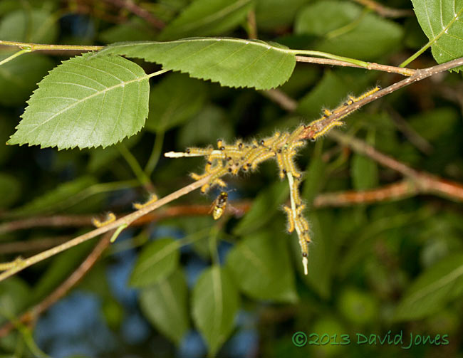 Solitary wasp takes an interest in the Buff-tip caterpillars, 20 July 2013