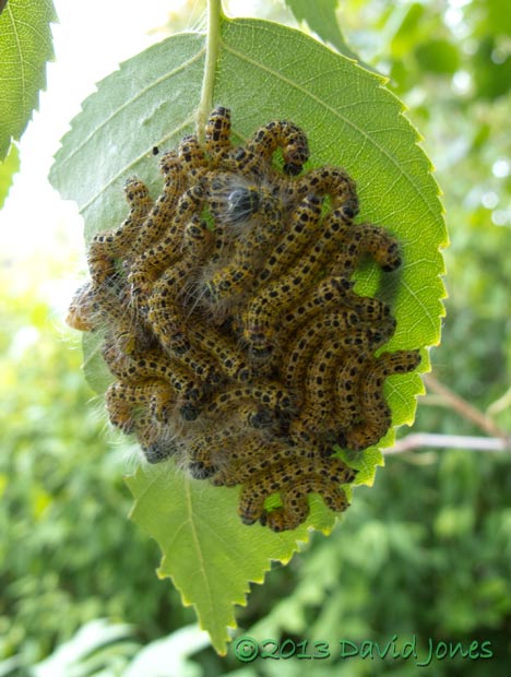 Buff-tip caterpillars - third moult underway, 8am 24 July 2013