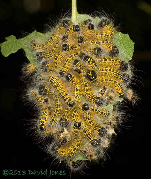 Buff-tip caterpillars on leaf lower surface after 3rd moult, 6pm 24 Jult 2013