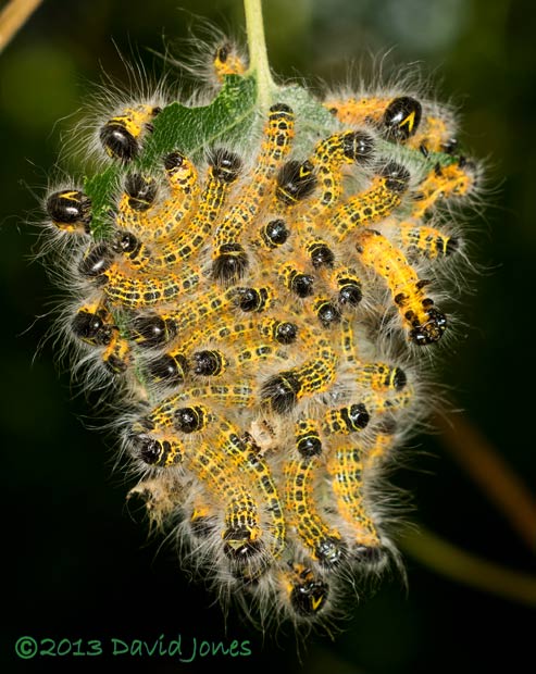 Buff-tip caterpillars on leaf upper surface after 3rd moult, 6pm 24 Jult 2013