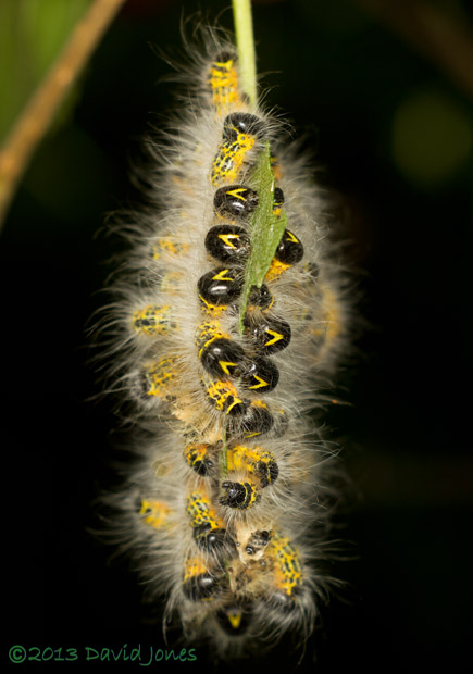 Buff-tip caterpillars (4th instar) edge on view of leaf after moult completed, 24 July 2013