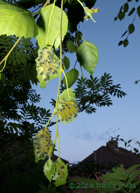 Buff-tip caterpillars resume feeding after 3rd moult, 9pm 24 July 2013
