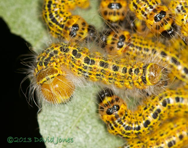 Buff-tip caterpillar - freshly moulted, 4th instar, 24 July 2013