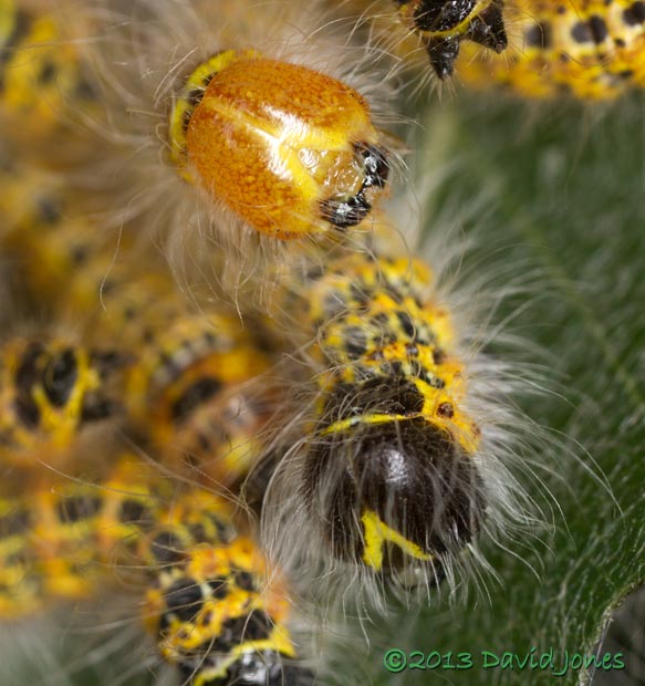 Buff-tip caterpillars - freshly moulted , 4th instar, 24 July 2013