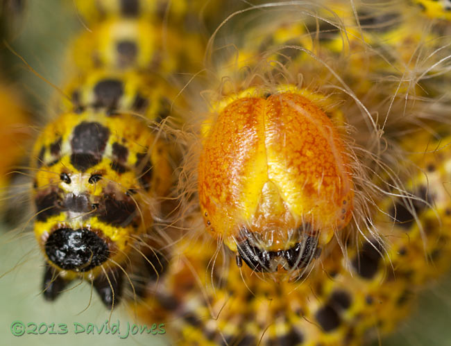 Buff-tip caterpillar ( freshly moulted , 4th instar) - head details - 2, 24 July 2013