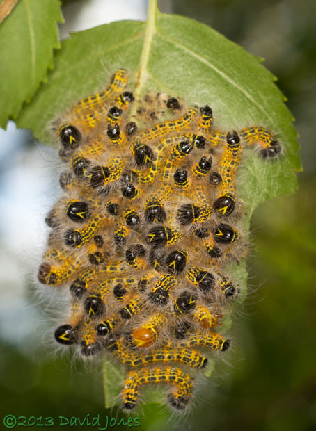 Buff-tip caterpillars - moult nearly complete at 3pm, 24 July 2013