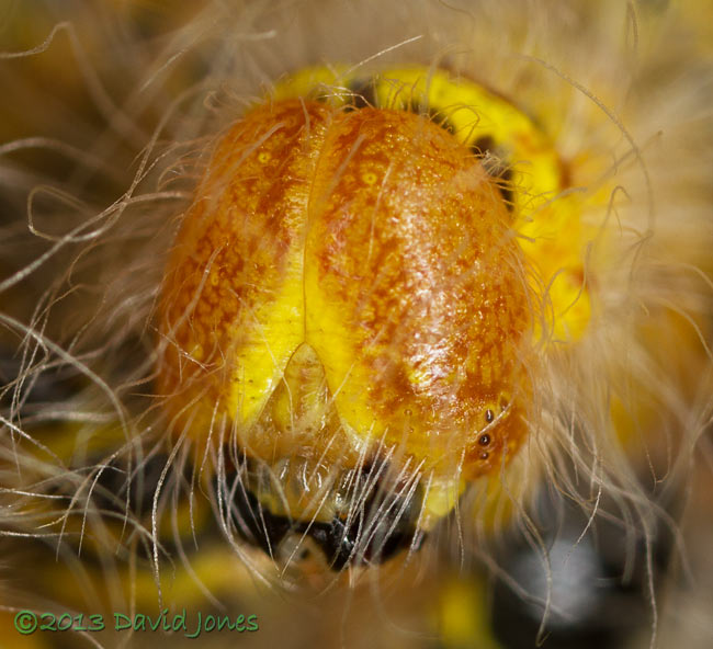 Buff-tip caterpillar ( freshly moulted , 4th instar) - head details, 24 July 2013