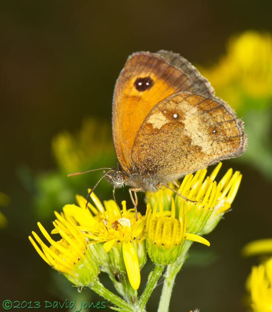 Gatekeeper butterfly on Ragwort flower, 24 July 2013