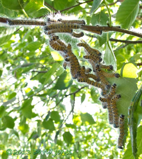 Buff-tip caterpillars on the move this morning, 25 July 2013