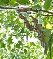 Buff-tip caterpillars on the move this morning, 25 July 2013