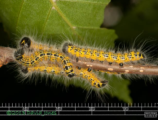Buff-tip caterpillars measured - 2, 25 July 2013