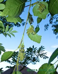 The Buff-tip caterpillars tonight at 8.30pm, 25 July 2013