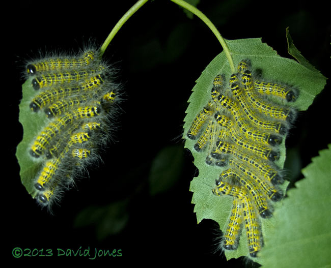 Buff-tip caterpillars on Birch leaf, 26 July 2013