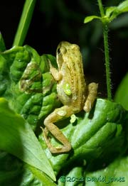 Juvenile Common Frog climbs on plants, 26 July 2013