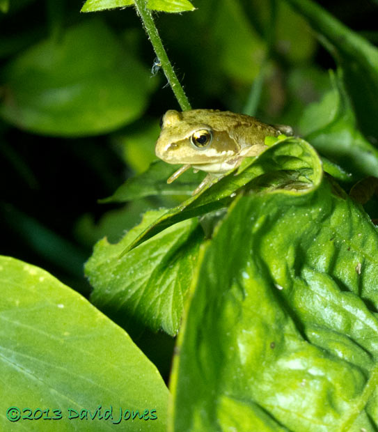 Juvenile Common Frog climbs on plants - 2, 26 July 2013