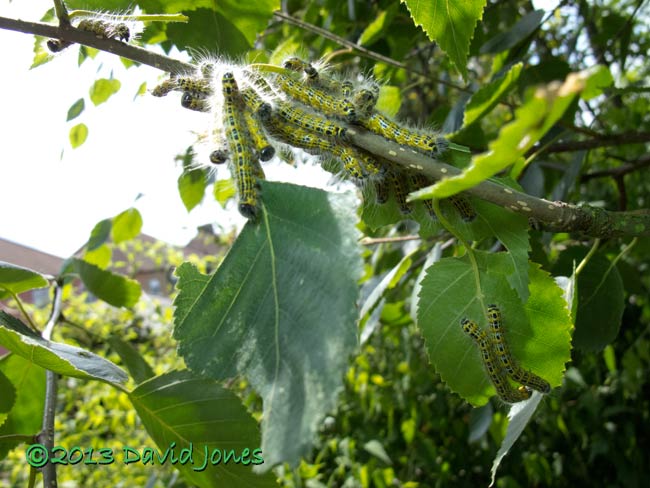 Buff-tip caterpillars move between Birch leaves, 27 July 2013
