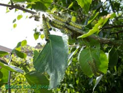 Buff-tip caterpillars move between Birch leaves, 27 July 2013