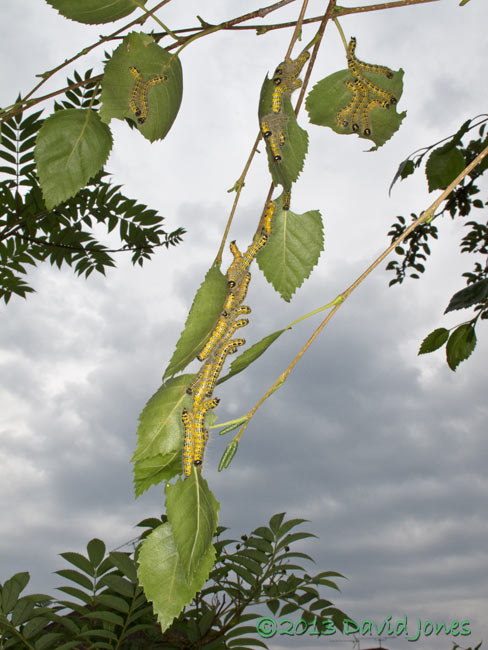 Buff-tip caterpillars on Birch leaves, 27 July 2013
