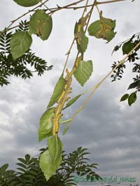 Buff-tip caterpillars on Birch leaves, 27 July 2013