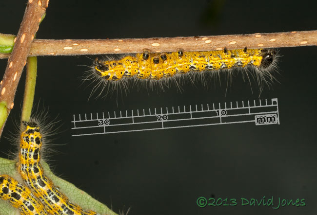 Buff-tip caterpillar (4th instar), 27 July 2013