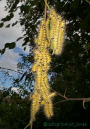 Buff-tip caterpillars (4th instar)  cluster together on Birch, 28 July 2013