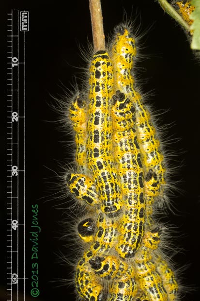 Buff-tip caterpillars (4th instar)  cluster together on Birch - close-up, 28 July 2013