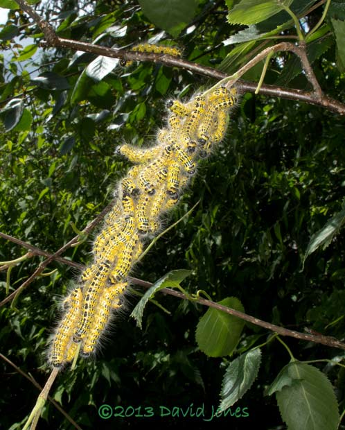 Buff-tip caterpillars (4th instar) clustered on birch, 29 July 2013