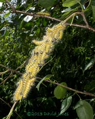 Buff-tip caterpillars (4th instar) clustered on birch, 29 July 2013