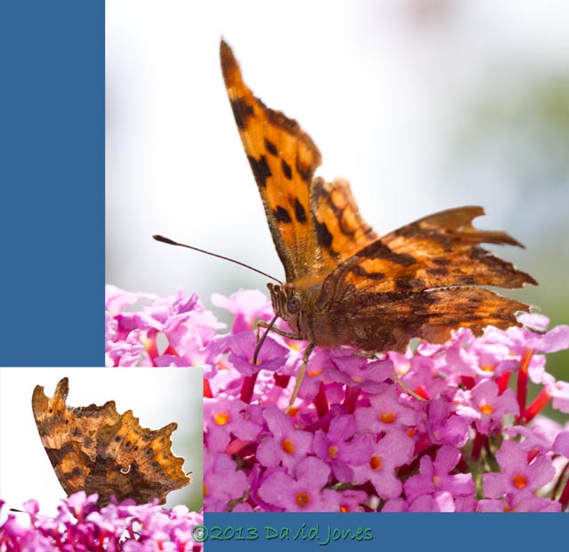 Comma butterfly on Buddleia, 29 July 2013