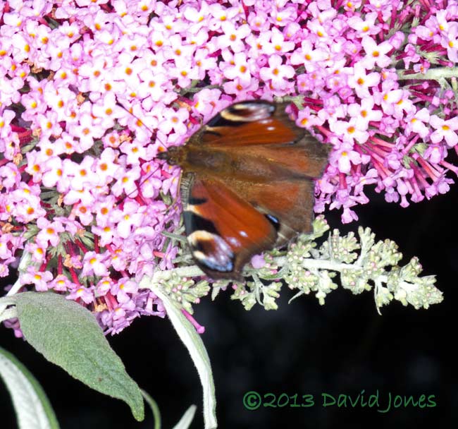 Peacock butterfly on Buddleia, 29 July 2013