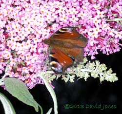 Peacock butterfly on Buddleia, 29 July 2013