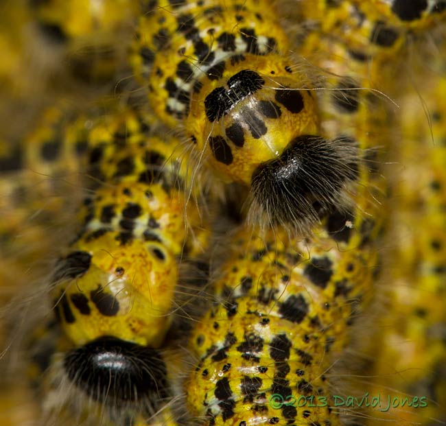 Buff-tip caterpillars (4th instar) prepare to moult - 2, 30 July 2013